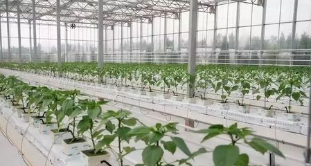干貨|有機(jī)蔬菜種植實(shí)施方案與有機(jī)肥補(bǔ)貼出爐了!