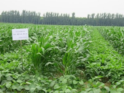 大華寶來玉米大豆帶狀復合種植氣吸式精量播種機