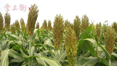 景縣 推廣種植抗旱作物 實現農業節本增效