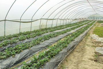 農產品種植基地
