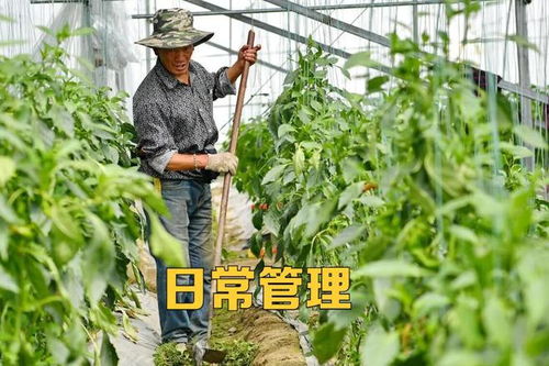 冬茬大棚蔬菜種植環(huán)境惡劣,如何做到高產(chǎn) 優(yōu)質(zhì) 2方面必須做到