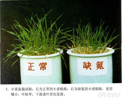 缺少根元素怎么解決 作物缺少氮磷鉀的癥狀識(shí)別