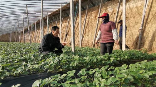 45秒 寒潮來(lái)襲 看濰坊昌邑如何為設(shè)施農(nóng)業(yè) 防寒保暖