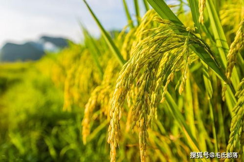 種植基礎(chǔ) 氮素在作物體內(nèi)的含量 分布 功能及失調(diào)表現(xiàn)