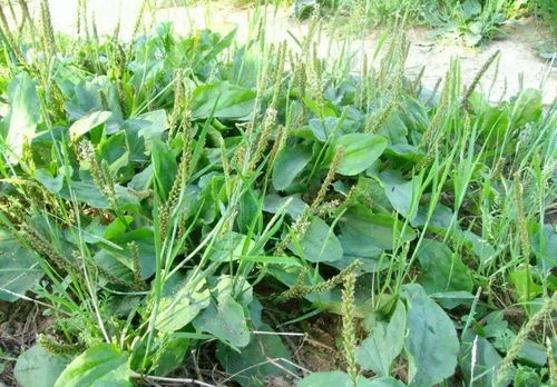 農(nóng)村5種作物全砍 以后禁止播種 一旦發(fā)現(xiàn)可能會(huì)罰款
