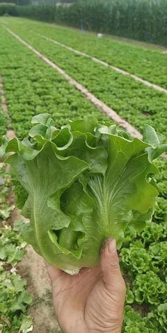 蔬菜種植技術革新:開啟財富新紀元
