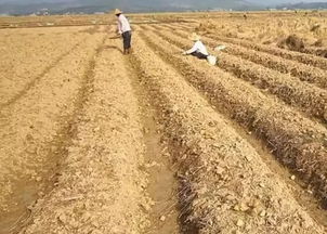 間作套種,對馬鈴薯的商品性有影響嗎 需要注意什么