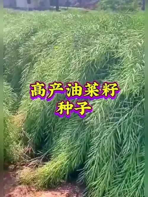 服務三農 農業種植 優質農產品
