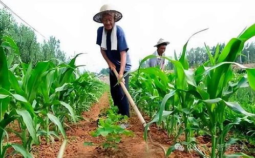 如何在保留小農經濟優勢的同時,實現規模經營和現代化生產