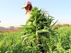 5畝收入7萬元的農作物,一年種兩茬,為什么許多農民放棄種植