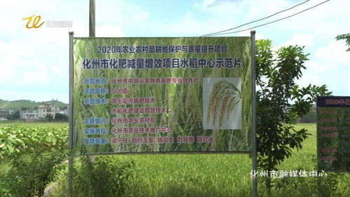 市融媒體助力 中垌這個(gè)專業(yè)農(nóng)民合作社要火了