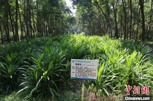 耕作學(xué)博士 我為海南橡膠樹尋找 種植搭子