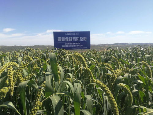 高粱米這樣吃準(zhǔn)沒錯(cuò) 試試看吧