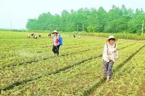 復(fù)硝酚鈉,用處很大 各種作物怎么用 答案來啦