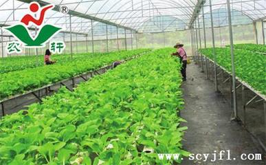 蔬菜有機肥
