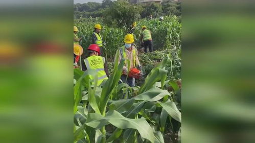 傳村民在基本農(nóng)田種非糧食作物 大量工作人員持電鋸到場清除