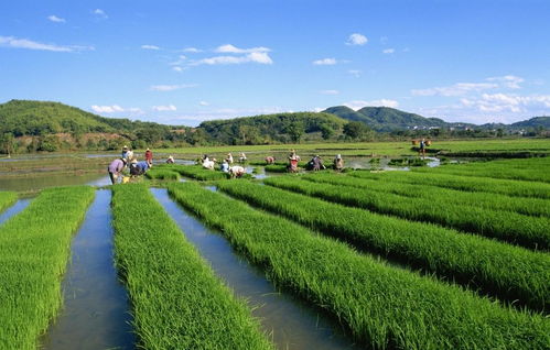 中檢聯(lián)合體 山西原平市市場監(jiān)管局創(chuàng)建標準化示范區(qū)推進特色高效農(nóng)業(yè)