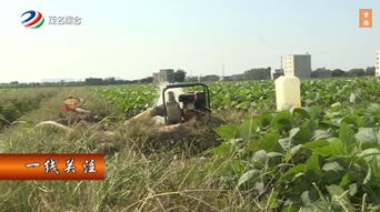 農民創收范例 600多畝流轉農戶土地大規模種植這種作物