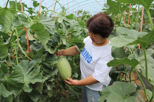 河南沁陽市崇義鎮 經濟作物效益好 特色種植 花樣 多