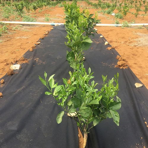 【廠家直銷農用除草布pp防草布編織布】- 