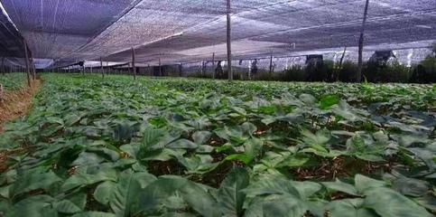 中國人的種植天賦太可怕了,又一個美國特產變成“白菜價”