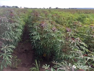 南寧中熱農業設備(圖)_園林種植設備_種植設備