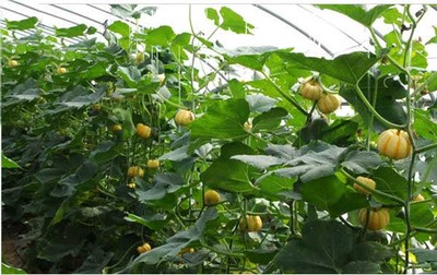 陜西咸陽特產迷你小南瓜(又名小金瓜、金菊瓜)