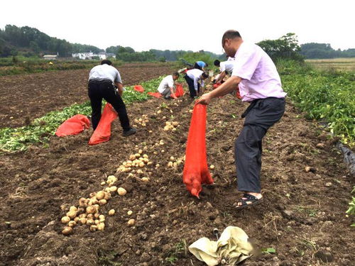 我省冬季作物屢創高產,輪作模式促增產增收