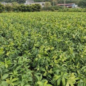 象山大徐農地種植基地