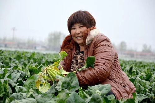 大辛村 蔬菜喜豐收 農(nóng)戶笑開顏