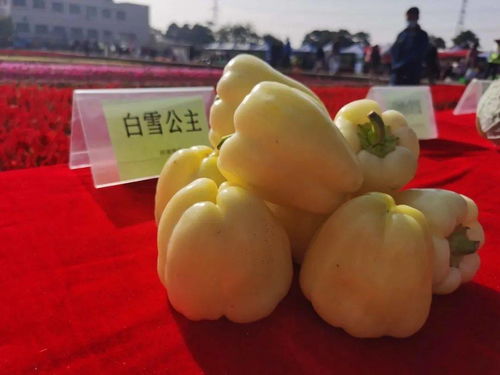 221個蔬果新品種閃亮登場,這場秋季農(nóng)產(chǎn)品展示帶您逐個看