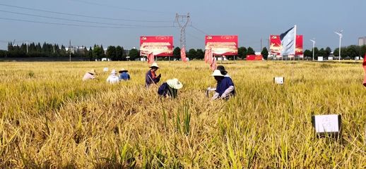 2022年我省水稻種子正季種植鑒定系列工作圓滿收官