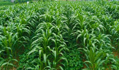 云縣:大豆玉米復(fù)合種植擴面增效
