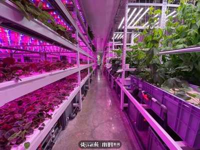“航天蔬菜”杭州有同款,人造陽光和空氣,全程不用農(nóng)藥,帶你走進神奇植物工廠