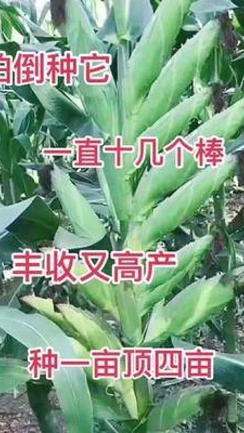 玉米 高產(chǎn)玉米種子 三農(nóng) 農(nóng)業(yè)種植 農(nóng)業(yè) 優(yōu)質(zhì)農(nóng)產(chǎn)品