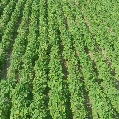 華晨農作物種植 油用牡丹 油用牡丹苗 油用牡丹 鳳單1年苗