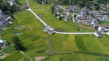 穩坪:發展特色產業助推鄉村振興