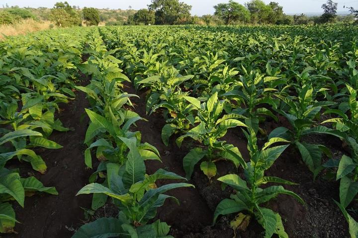 綠色農業茂盛農田里面的農作物種植生長農業背景圖片