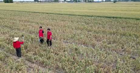 科學規劃,種植致富--探討適合這塊地的農作物種植方案