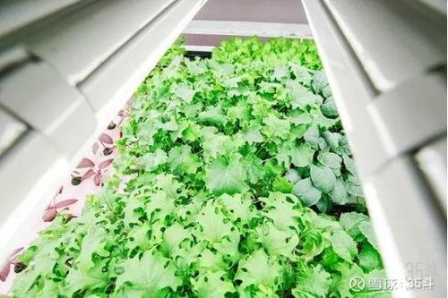 加拿大農業科技公司一覽涉及農場管理 精確除草技術 智 太平洋 601099 聊吧 贏家聊吧