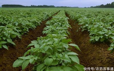 "黃金搭檔"真的沒有那么神秘,40小時綠葉,看看是什么配方