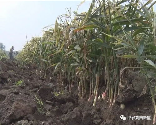 邁入新時代,看路莊 姜 山如畫