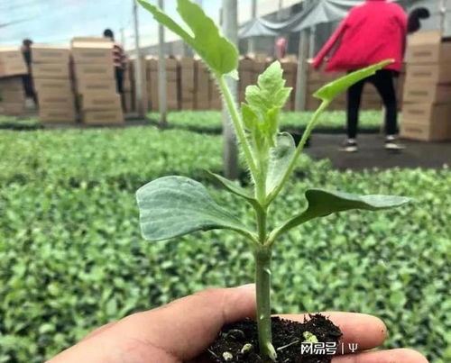 俗語, 谷雨前后, 種瓜種豆 , 谷雨快到了, 適宜種植哪些作物 節(jié)氣 秋天 高粱 農(nóng)諺 網(wǎng)易訂閱