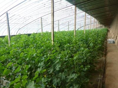 找南寧市農(nóng)騰溫室大棚制作安裝的南寧溫室大棚安裝/柳州溫室大棚配件價格、圖片、詳情,上一比多_一比多產(chǎn)品庫