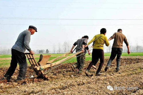 冬小麥如何確定適宜播種期 播種過早或過晚都不好,農(nóng)戶須知