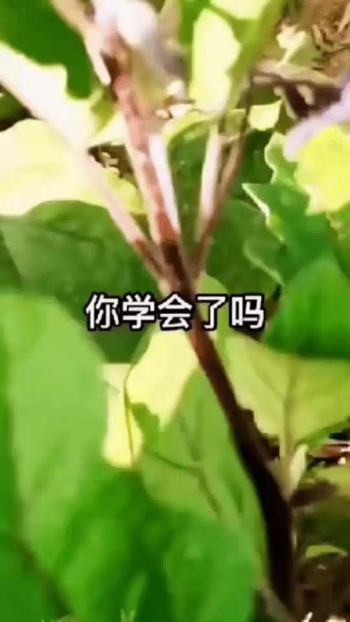 一起 合拍 農(nóng)業(yè)種植 三農(nóng) 種植小技巧 優(yōu)質(zhì)農(nóng)產(chǎn)品