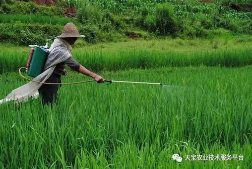 禁用和允許使用的高毒農藥名單在這兒