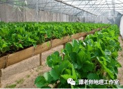新奇立體農業模式簡介,原來這就是無土栽培,漲知識