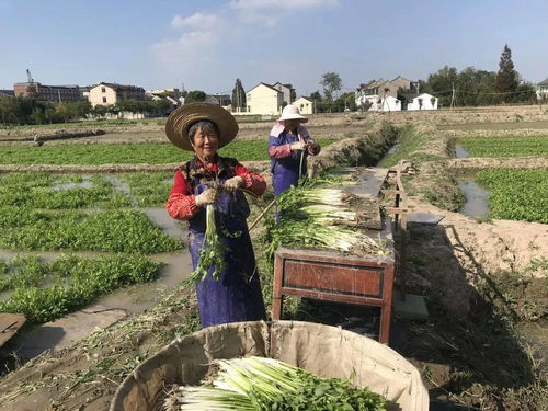 一條美麗路線,帶您領略奉城鄉村風光