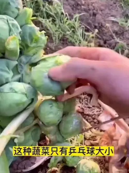你們見過這種菜嗎 孢子甘藍 營養豐富,生吃做菜都方便 家庭種植 優質農產品